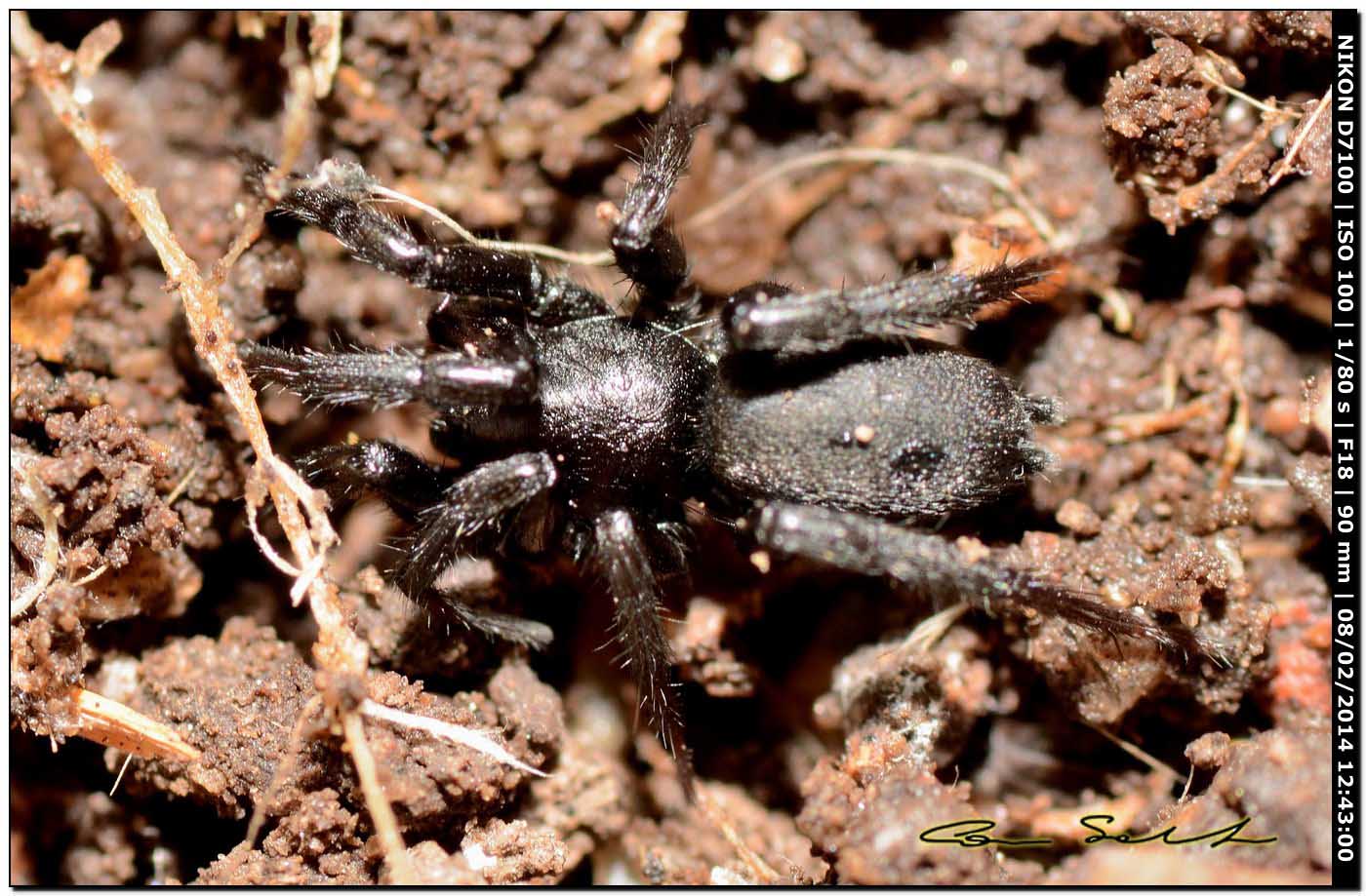 Ctenizidae? No. Gnaphosa sp. - Alghero (SS)